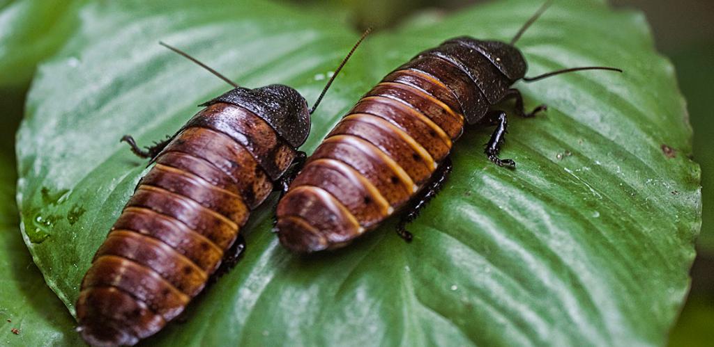 как живут самые большие тараканы в мире