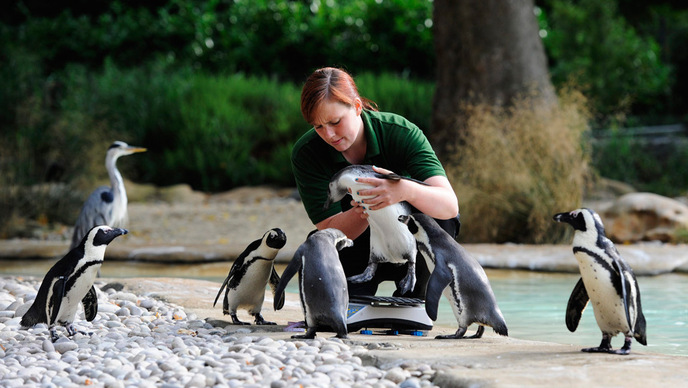 Girl with penguins