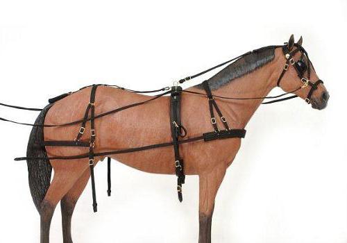 Уздечка для лошади: конструкция устройства, как сделать её своими руками