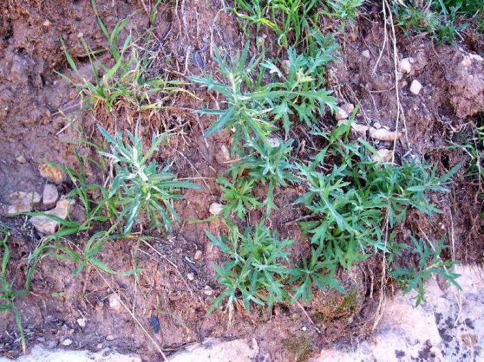 Wormwood on alcohol recipe for worms