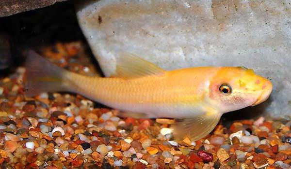 catfish golden breeding