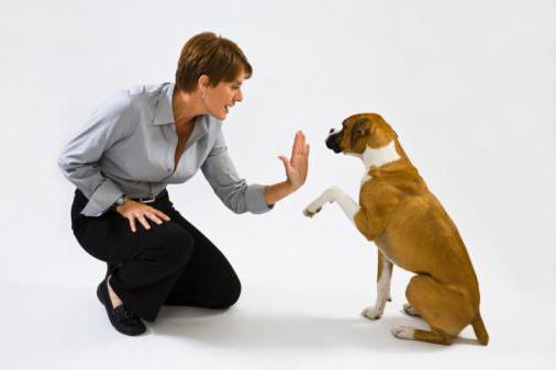 dog training methods