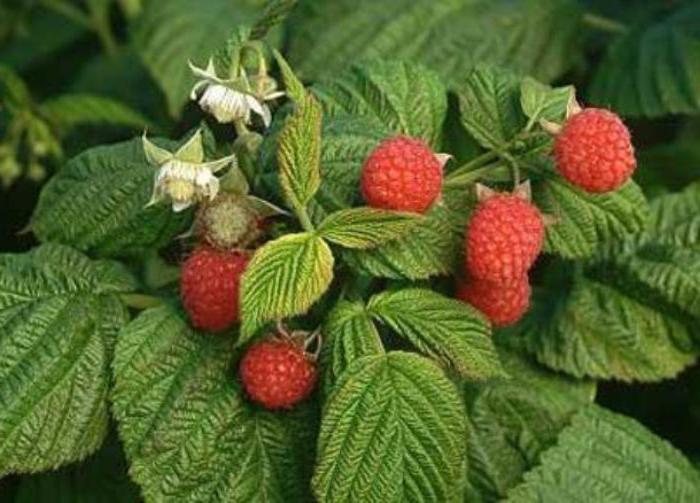 Can raspberry leaves be pregnant?