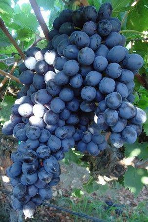 описание винограда атос