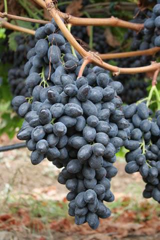описание винограда сорта атос