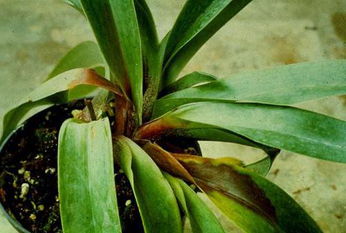 midges wound up in the orchid