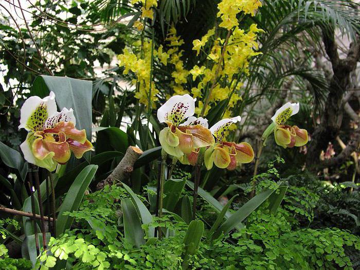 орхидеи пафиопедилум