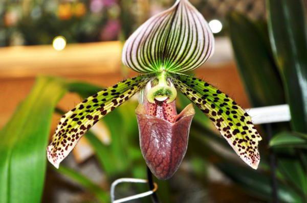 орхидея пафиопедилум уход