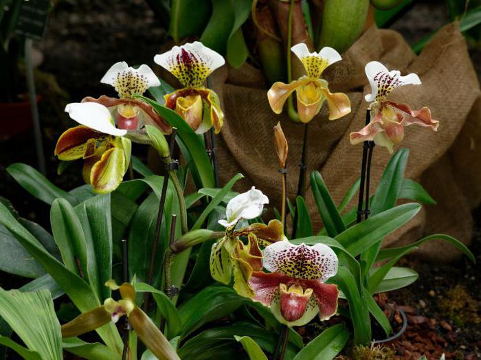 орхидея пафиопедилум ротшильда