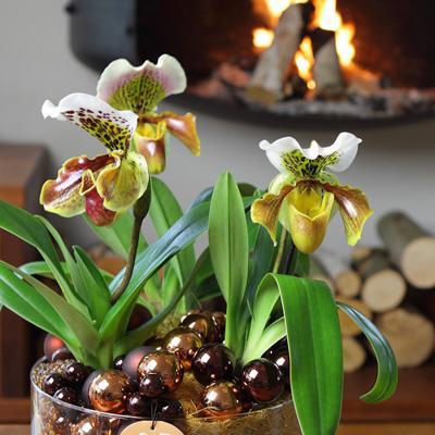 орхидея пафиопедилум цена