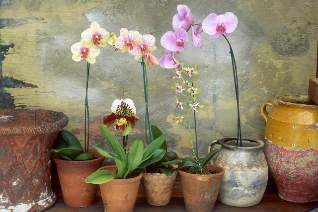 Свет необходим для фотосинтеза и роста орхидей