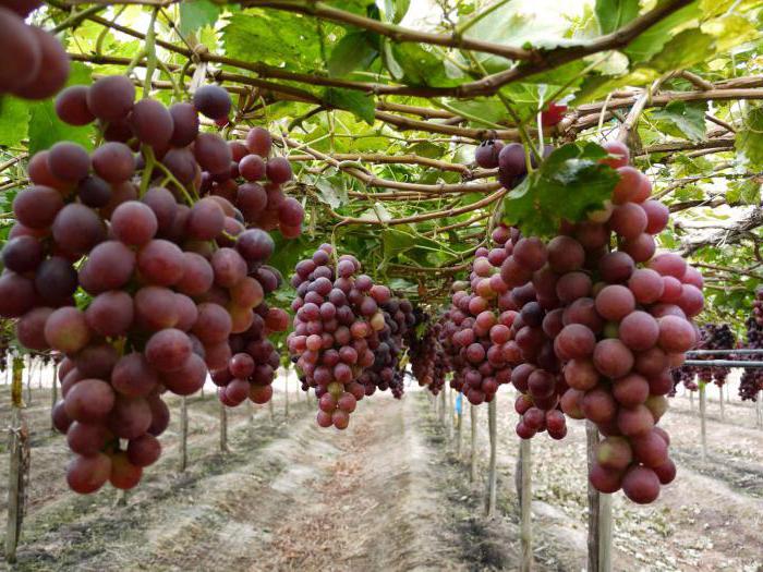 виноград изюминка