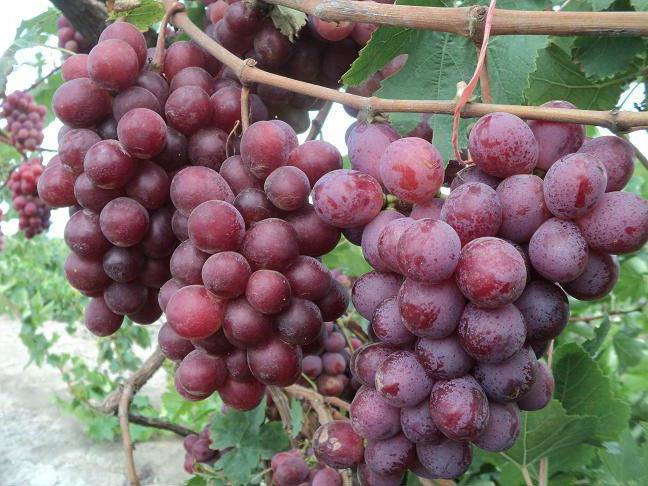 виноград изюминка описание