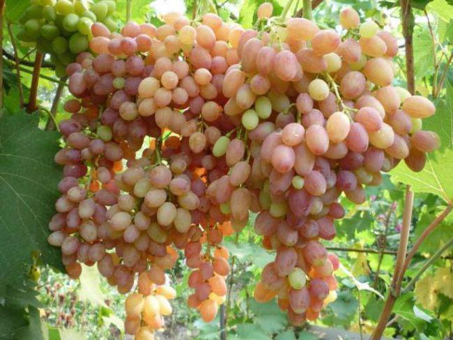 виноград тасон описание сорта фото отзывы
