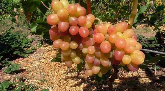 grape tason variety description photo