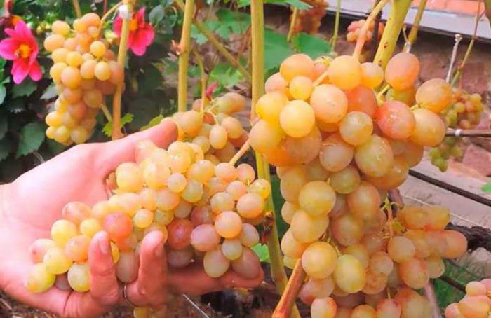 виноград тасон описание сорта фото устойчивость к болезням
