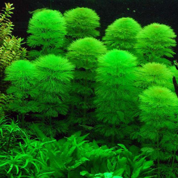 Кабомба аквариумное растение
