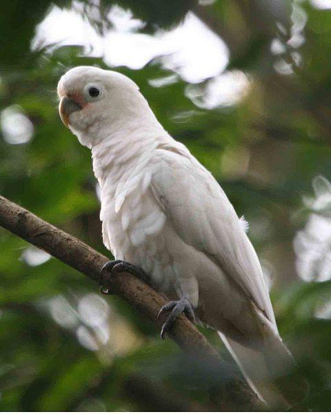 Cage for "Corella" sizes