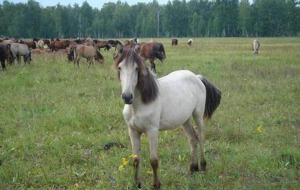 башкирская порода лошадей фото