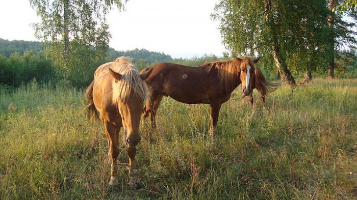 лошади башкирской породы особенности