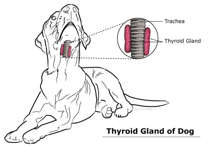  гипотиреоз у собак симптомы