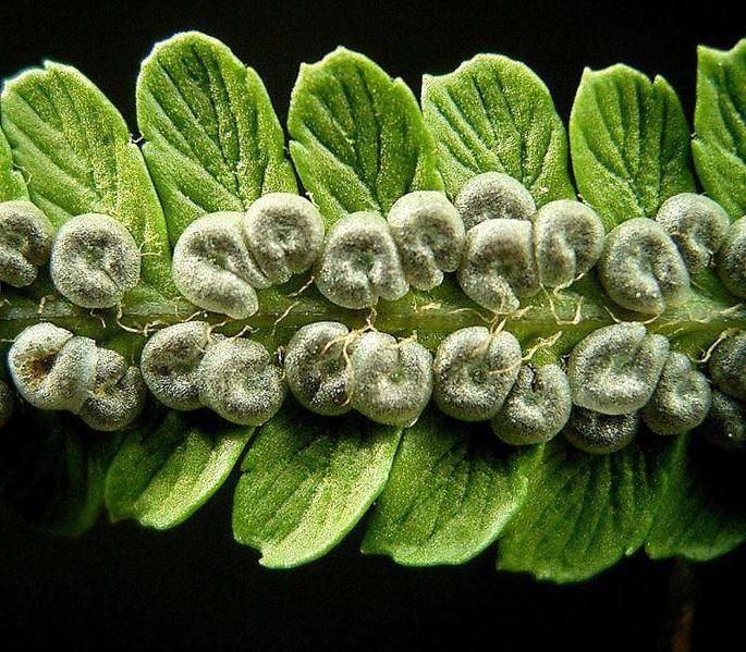 life cycle of gymnosperms