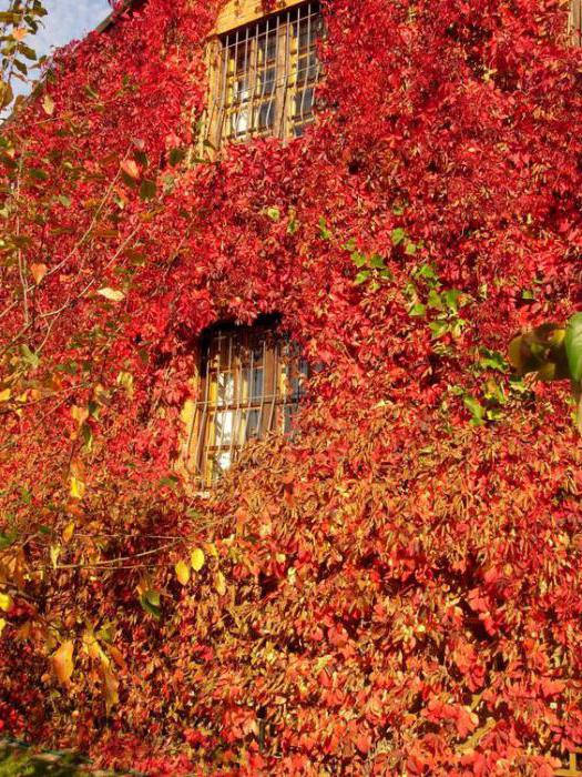 girlish grapes in siberia planting and care secrets