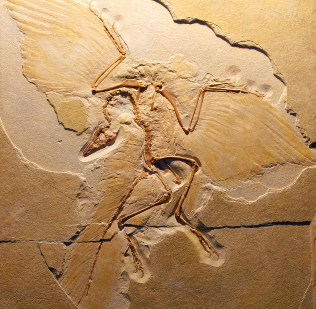 Возникновение первых птиц эра. Археоптерикс окаменелость. Археоптерикс динозавр. Ископаемые археоптерикса. Окаменелости птиц Археоптерикс.