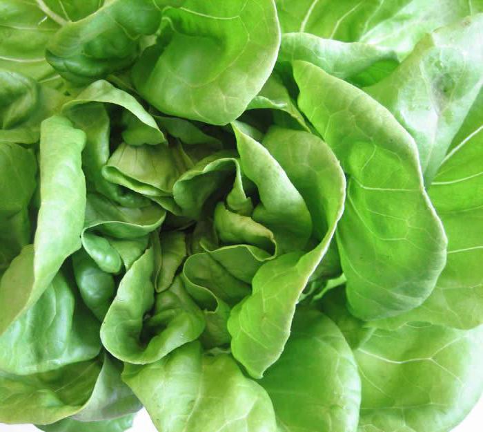 листья салата польза и вред полезные вещества