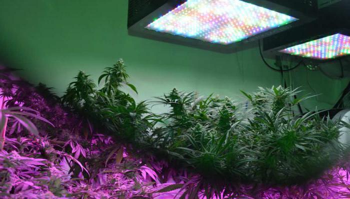 led plant light 50w