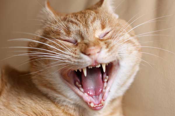 Почему у кота выпали передние зубы?