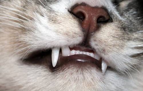 Почему у кота выпадают зубы, что делать?