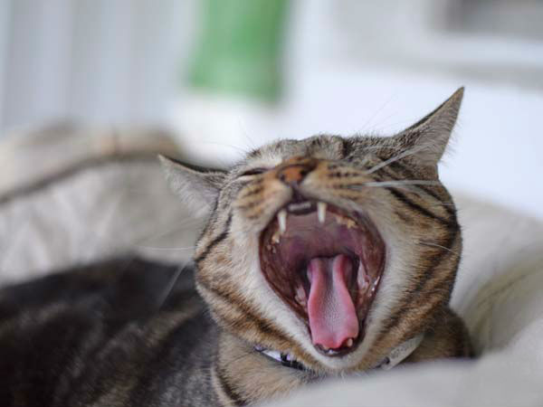 Почему у кота выпадают зубы в 2 года?
