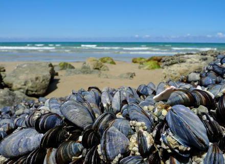 how to peel mussels