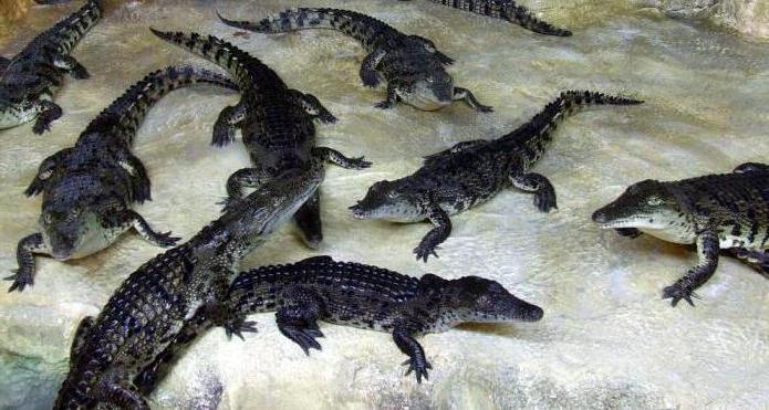 Крокодиляриум в Ялте