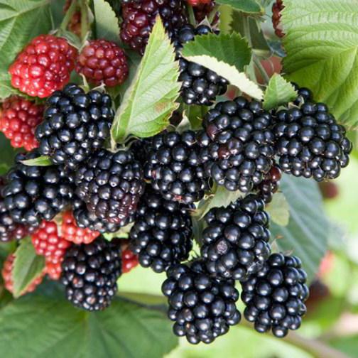 where does blackberry grow in Russia