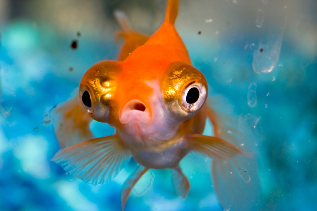 золотая рыбка в аквариуме