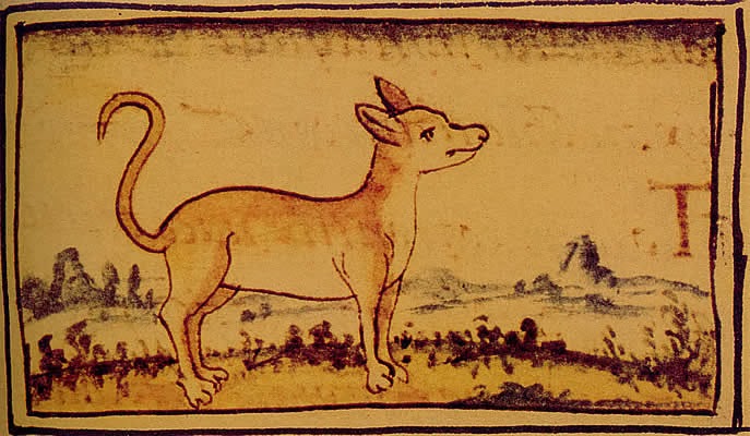 Щенок чихуахуа: описание и фото, Длинношерстный щенок чихуахуа в один месяц фото