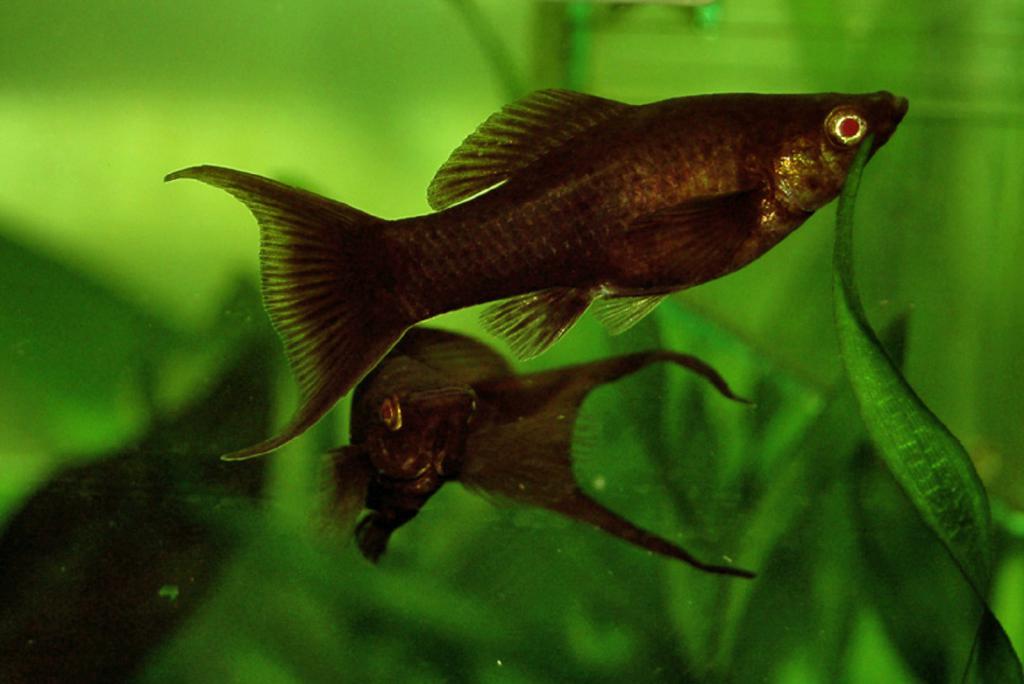 Аквариумные рыбки черного цвета фото и название