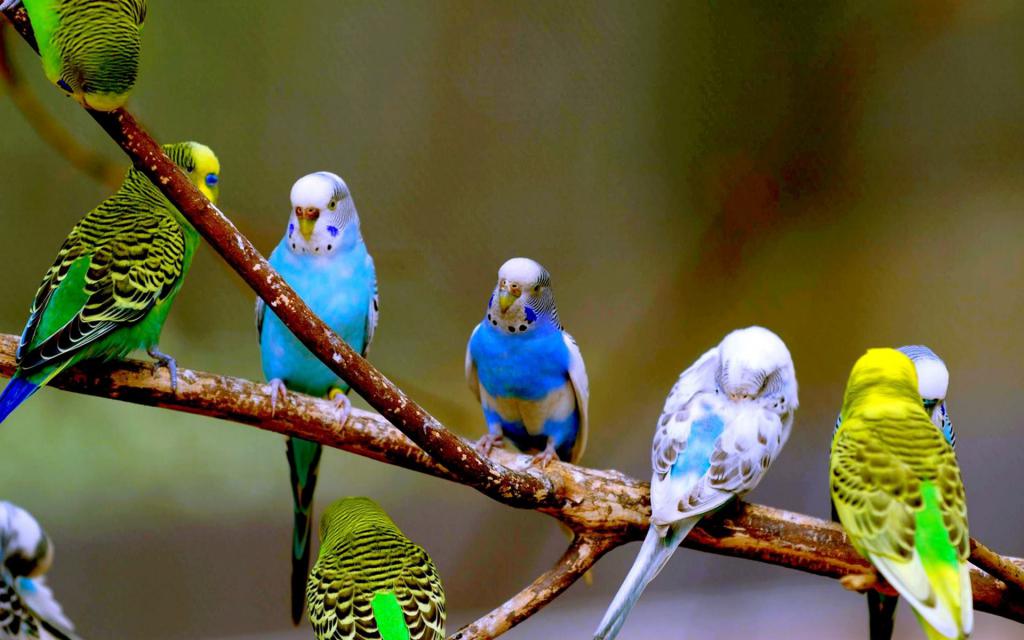 яркие волнистые попугаи