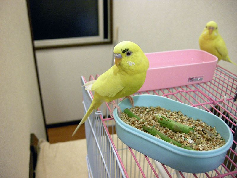 ухаживать и кормить попугая