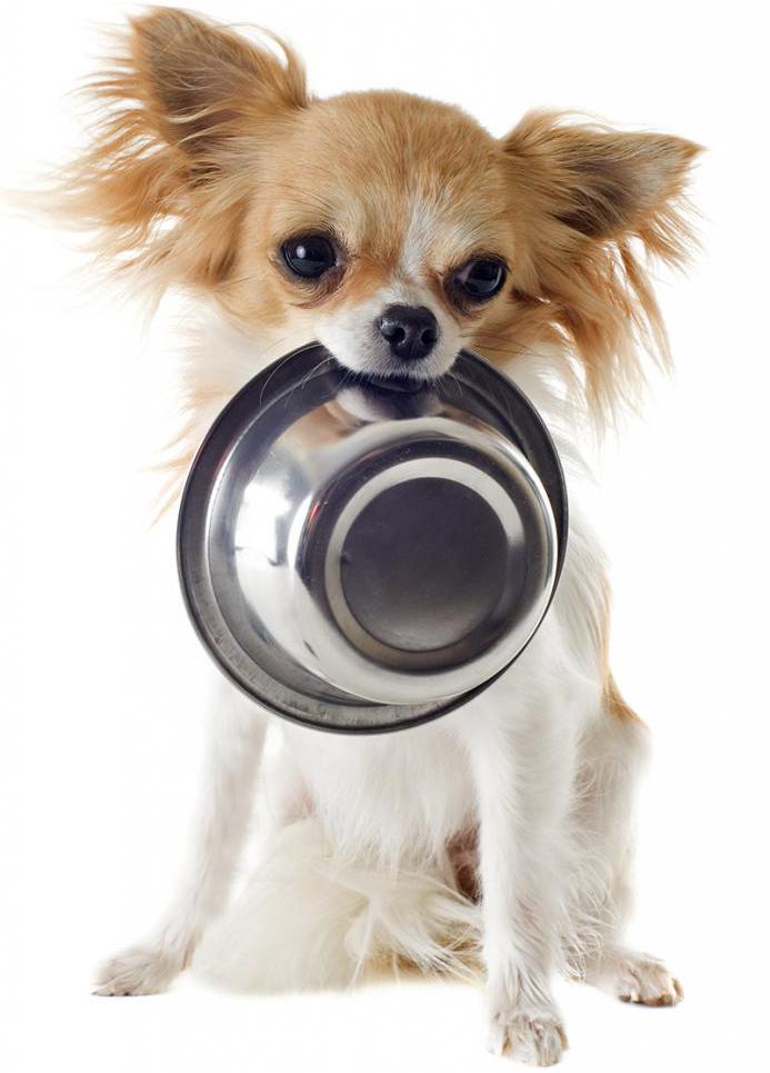 Чем кормить чихуахуа? Правильный рацион и особенности питания собаки, Как кормить чихуахуа в домашних условиях отзывы