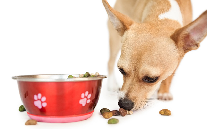 Чем кормить чихуахуа? Правильный рацион и особенности питания собаки, Как кормить стерилизованную собаку чихуахуа