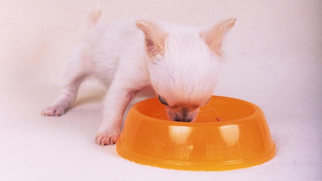 Чем кормить чихуахуа? Правильный рацион и особенности питания собаки, Как кормить стерилизованную собаку чихуахуа