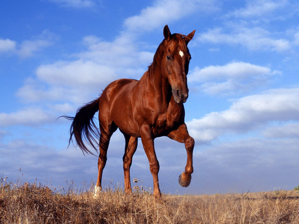 Реальные фото лошадей