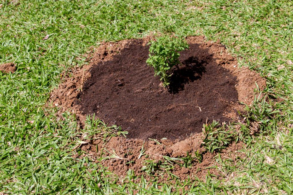 planting stevia in the ground