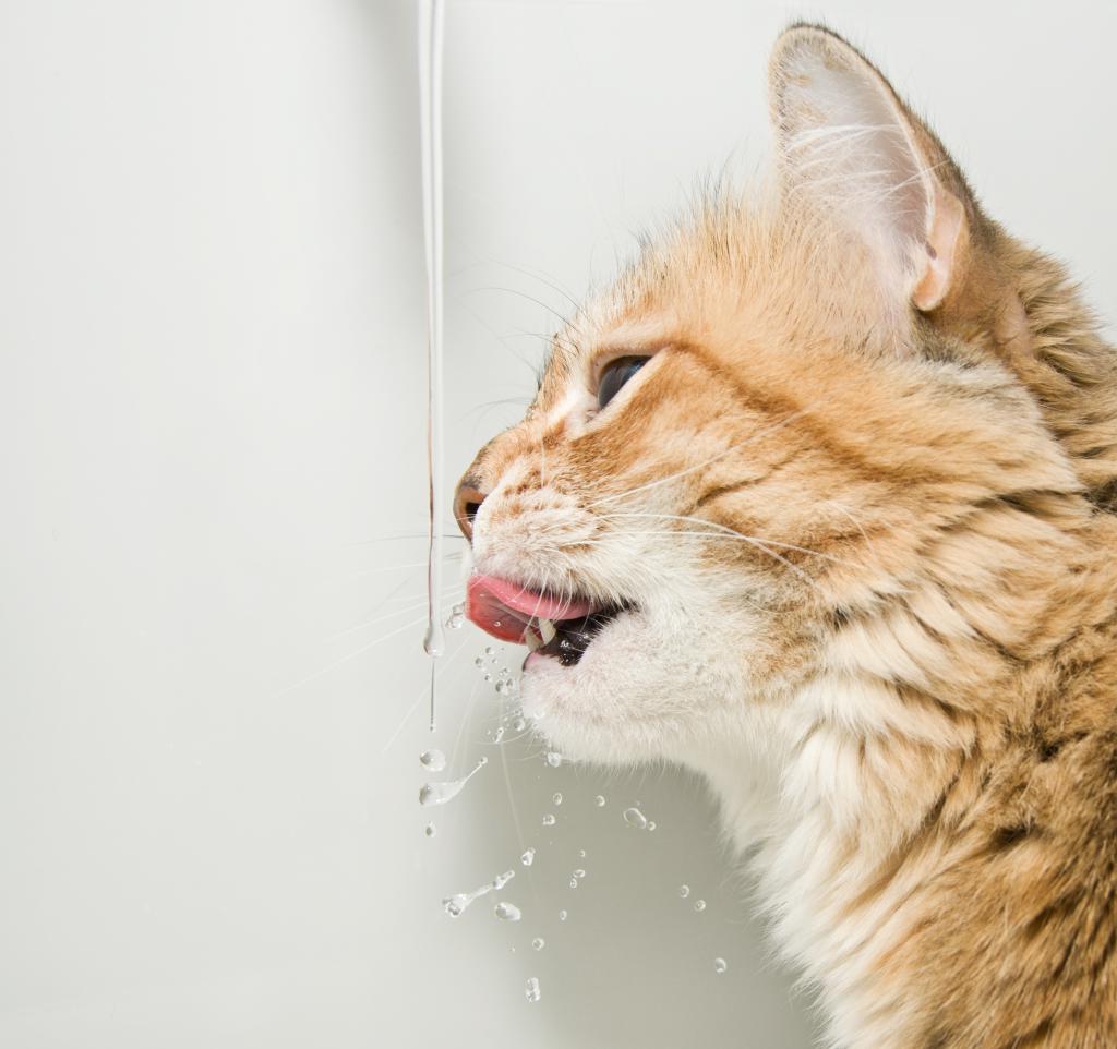 почему коты любят пить воду из крана