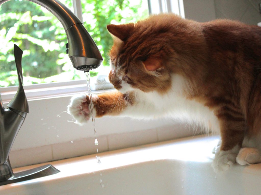 кот пьет воду из-под крана