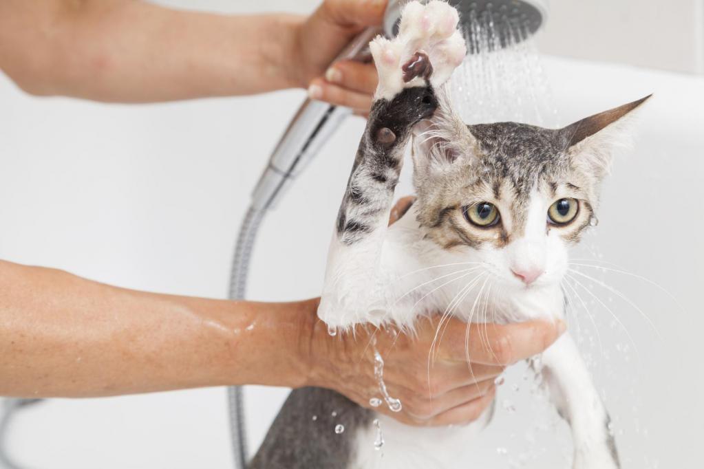 how to wash a cat in the bathroom