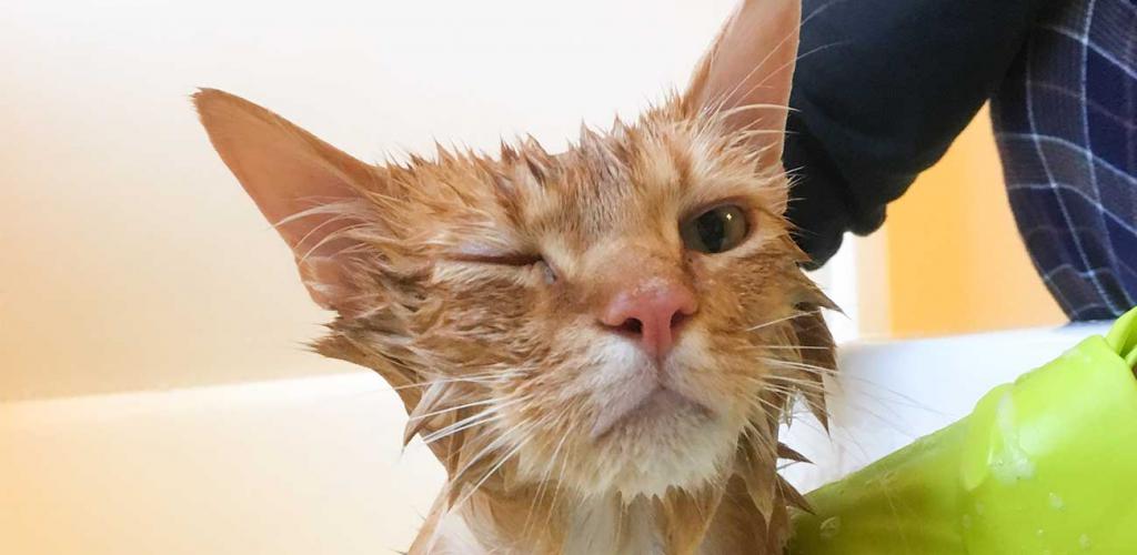 washing a domestic cat in a basin